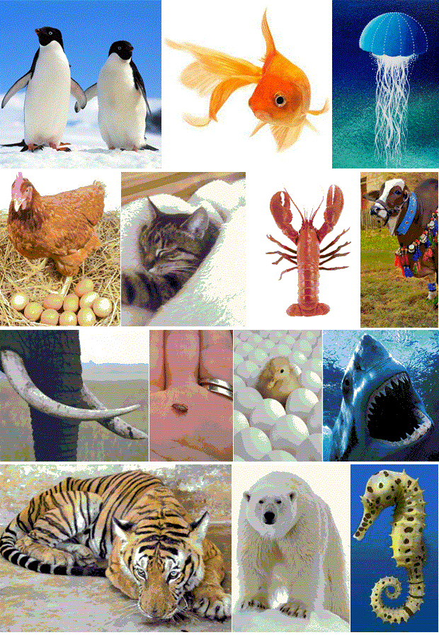 Some Intresting and Amazing Facts of Animals